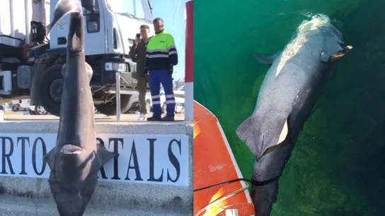 El tiburón en Puerto Portals El tiburón en Puerto Portals