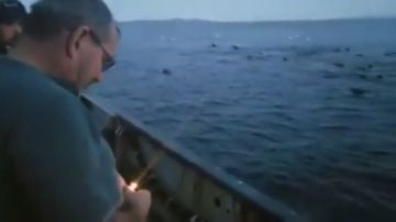 Un pescador arrojando un explosivo para ahuyentar a un grupo de leones marinos