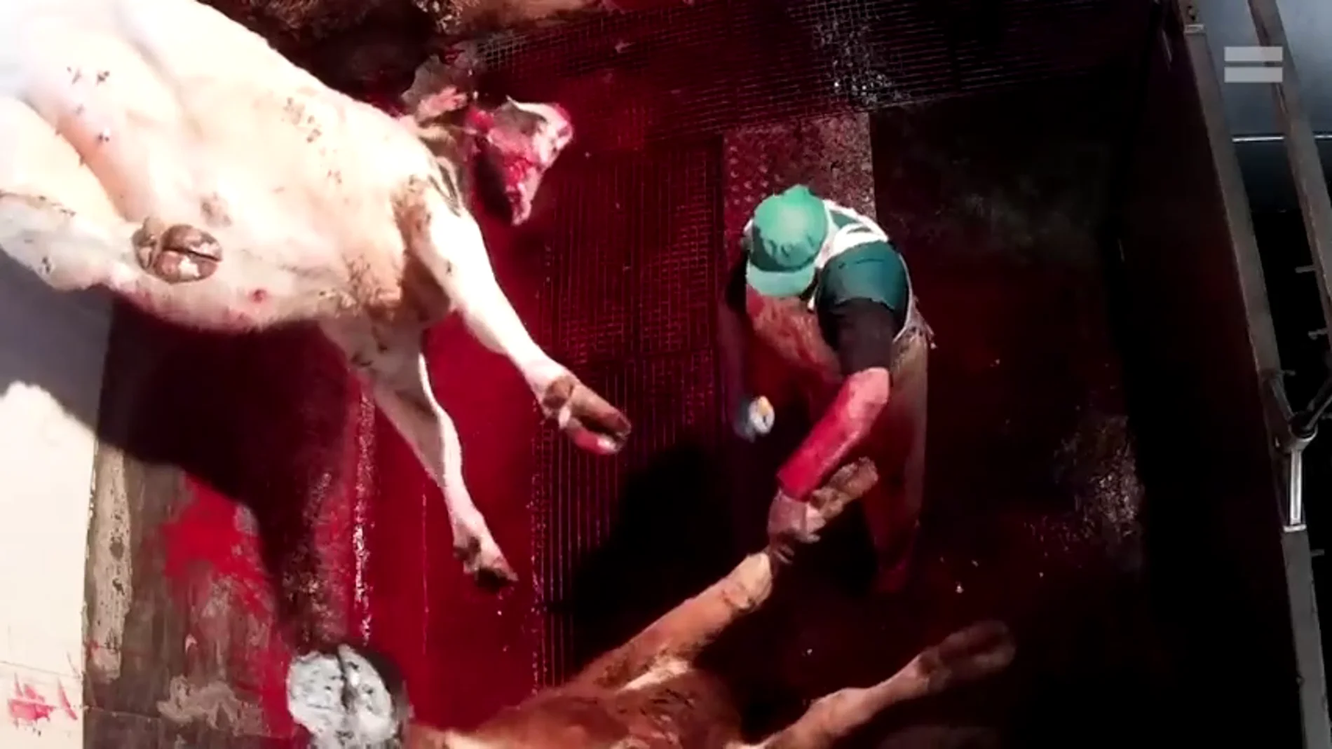 Maltrato animal extremo en un matadero de Ávila: amputan patas y seccionan gargantas sin aturdir