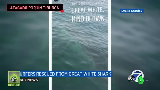 Un surfista se encuentra con un tiburón blanco gigante: "Pensaba que era una ballena" Un surfista se encuentra con un tiburón blanco gigante: "Pensaba que era una ballena"