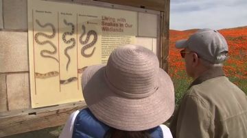 Turistas leyendo el aviso del peligro que suponen las serpientes para los seres humanos 