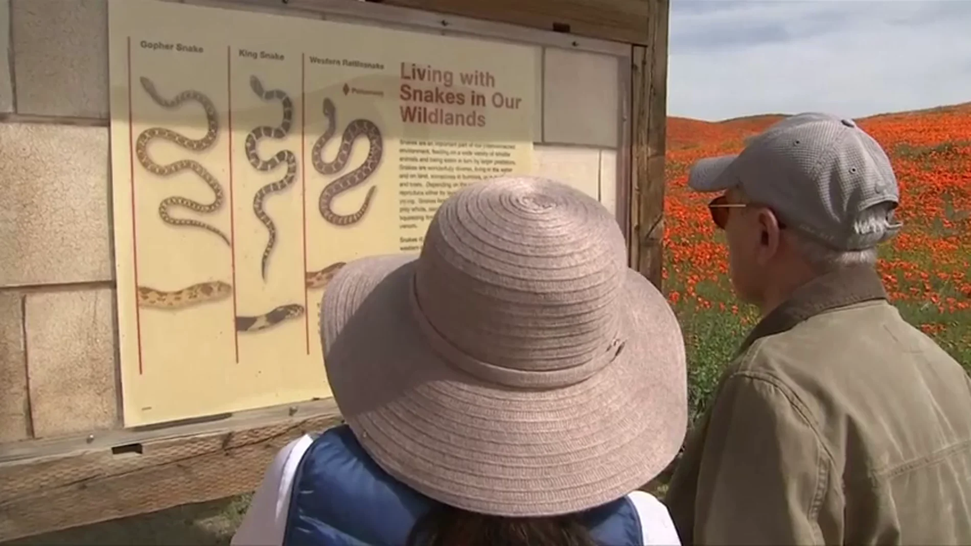 Turistas leyendo el aviso del peligro que suponen las serpientes para los seres humanos 