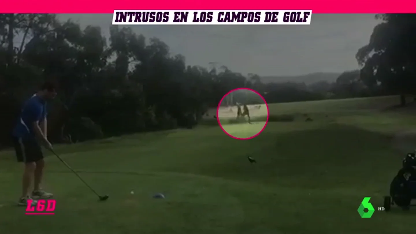 Golf_L6D Golf_L6D