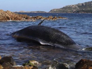 Encuentran una ballena muerta con un feto y 22 kilos de plástico en su interior Encuentran una ballena muerta con un feto y 22 kilos de plástico en su interior