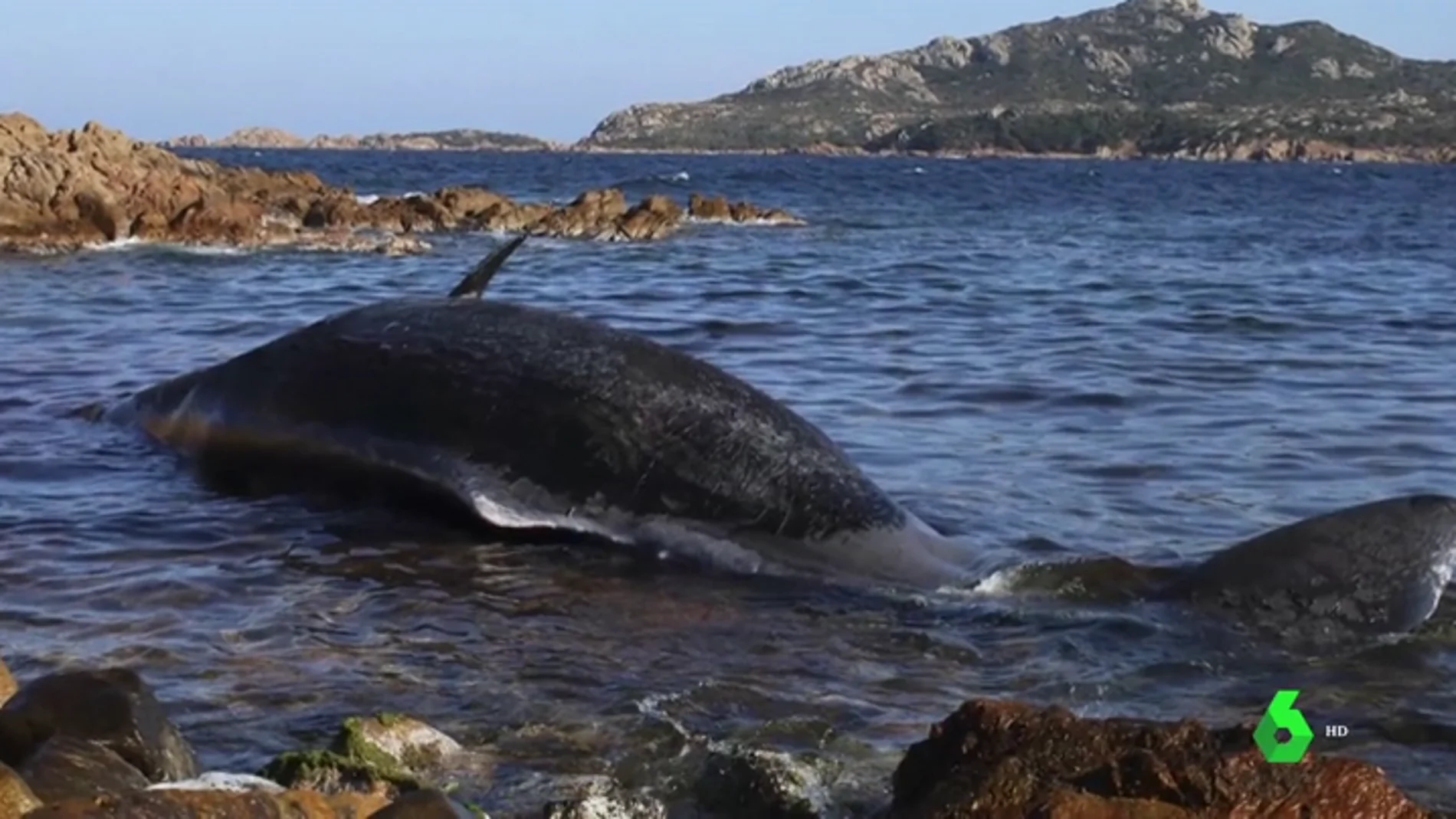 Encuentran una ballena muerta con un feto y 22 kilos de plástico en su interior