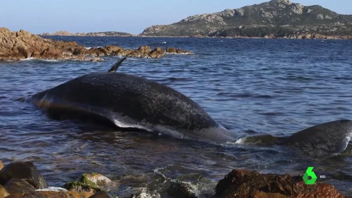 Encuentran una ballena muerta con un feto y 22 kilos de plástico en su interior