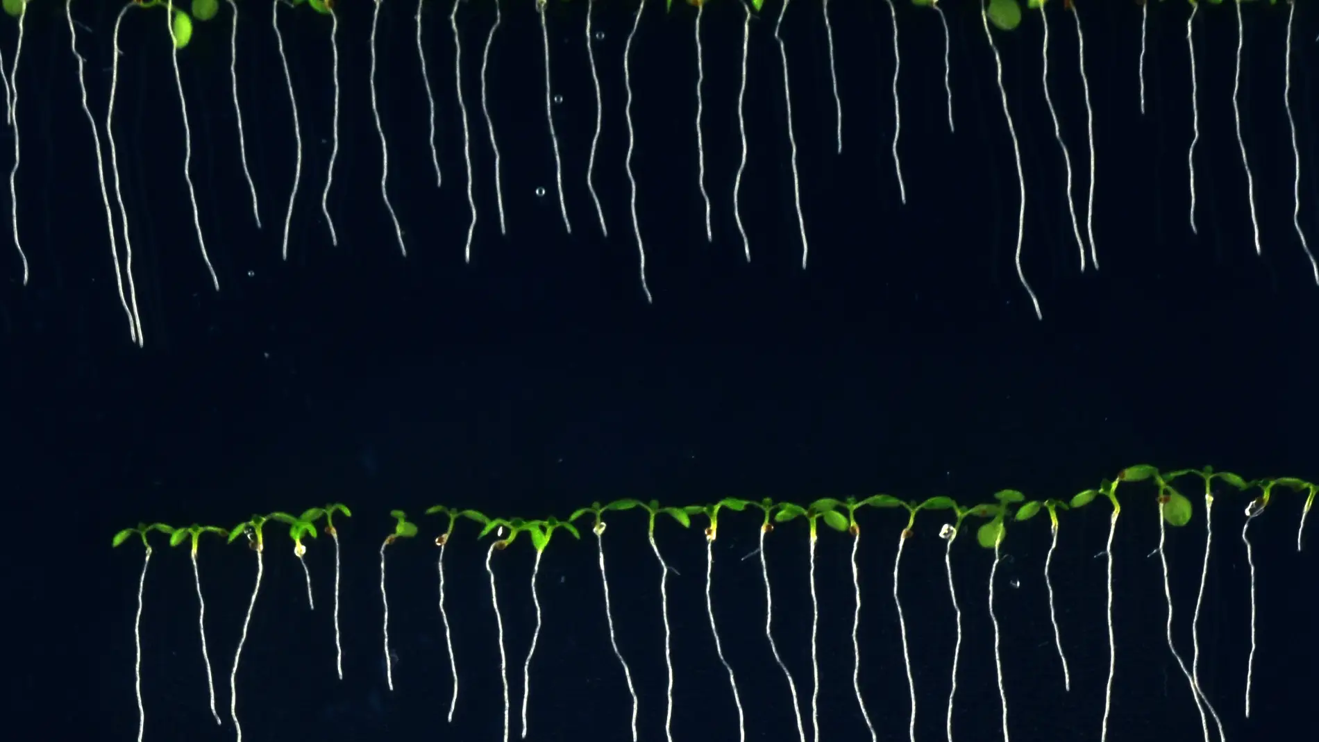 Plántulas de arabidopsis in vitro para medir la raíz