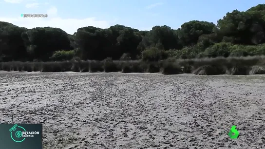 La falta de lluvias arrasa con el Parque Nacional de Doñana: muchas especies no podrán reproducirse La falta de lluvias arrasa con el Parque Nacional de Doñana: muchas especies no podrán reproducirse
