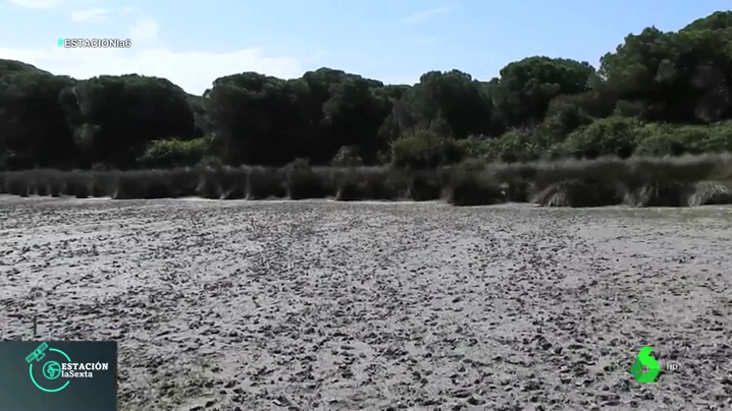 La falta de lluvias arrasa con el Parque Nacional de Doñana: muchas especies no podrán reproducirse La falta de lluvias arrasa con el Parque Nacional de Doñana: muchas especies no podrán reproducirse