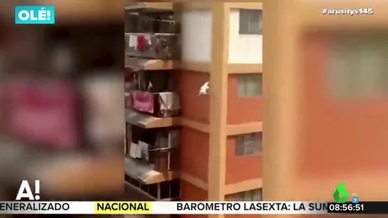 El espectacular salto de un gato El espectacular salto de un gato