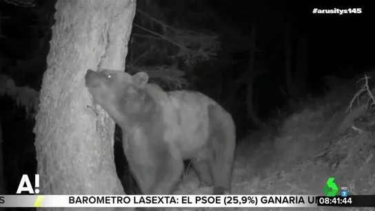 Pyros, el oso del que descienden la mayoría de ejemplares de los Pirineos Pyros, el oso del que descienden la mayoría de ejemplares de los Pirineos