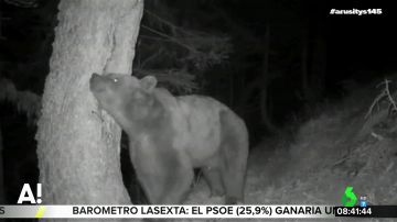 Pyros, el oso del que descienden la mayoría de ejemplares de los Pirineos