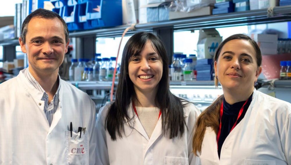 Alfonso Mora, Leticia Herrera-Melle (c) y Guadalupe Sabio (d), investigadores del equipo CNIC que ha hallado una explicación por la que el cáncer de hígado incide más en los varones