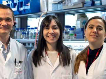 Alfonso Mora, Leticia Herrera-Melle (c) y Guadalupe Sabio (d), investigadores del equipo CNIC que ha hallado una explicación por la que el cáncer de hígado incide más en los varones Alfonso Mora, Leticia Herrera-Melle (c) y Guadalupe Sabio (d), investigadores del equipo CNIC que ha hallado una explicación por la que el cáncer de hígado incide más en los varones