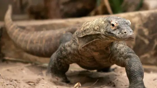 Dragón de Komodo Dragón de Komodo