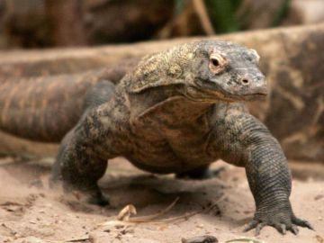 Dragón de Komodo Dragón de Komodo