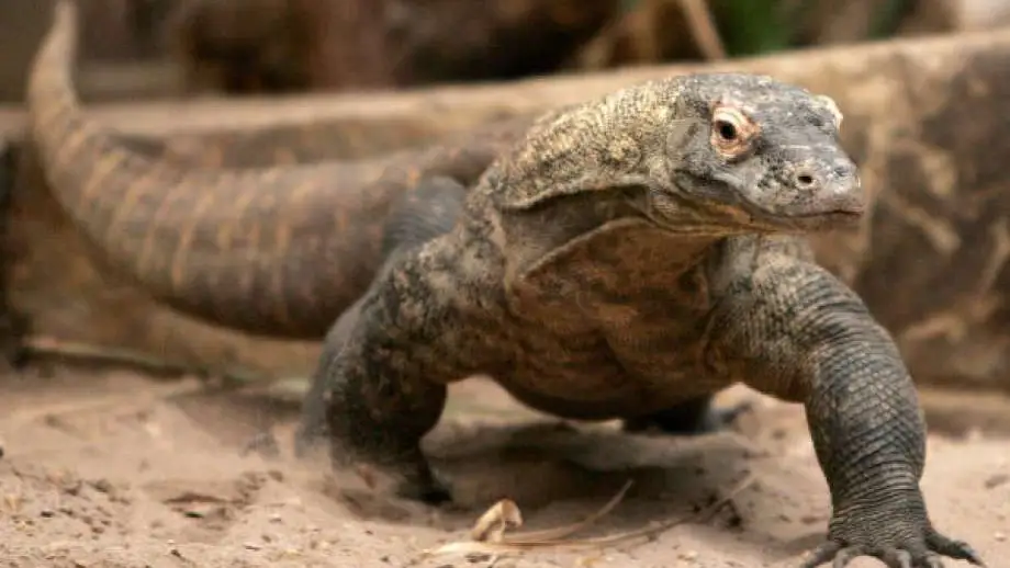 Dragón de Komodo