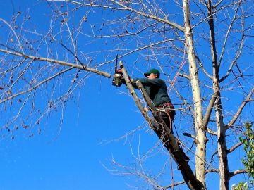 Un hombre talando un árbol (Archivo) Un hombre talando un árbol (Archivo)