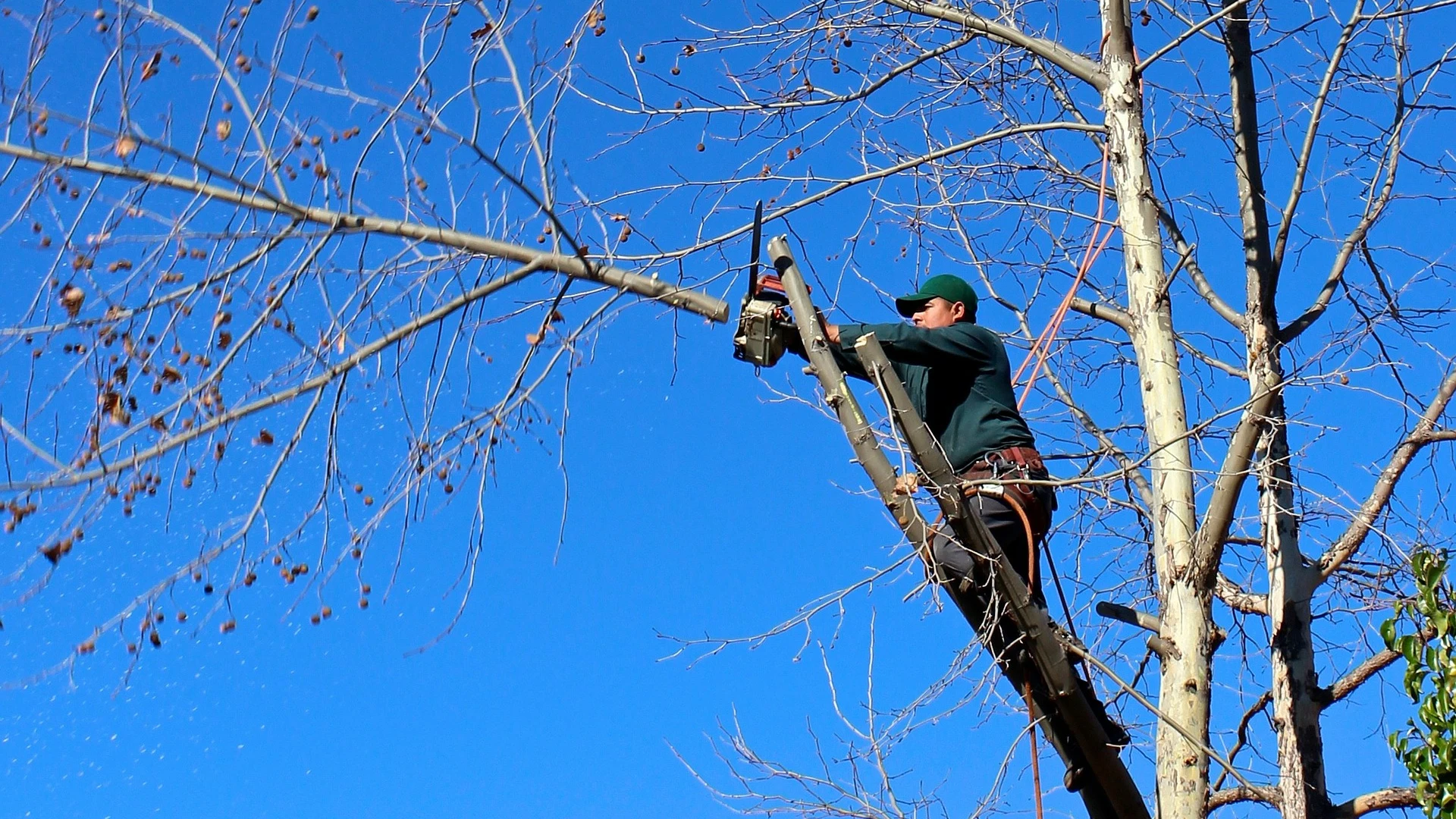 Un hombre talando un árbol (Archivo)