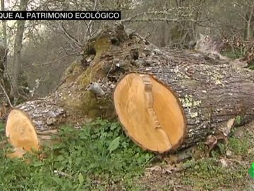 Ourense derriba decenas de robles centenarios y parte del muro de un monasterio de la Ribeira Sacra Ourense derriba decenas de robles centenarios y parte del muro de un monasterio de la Ribeira Sacra