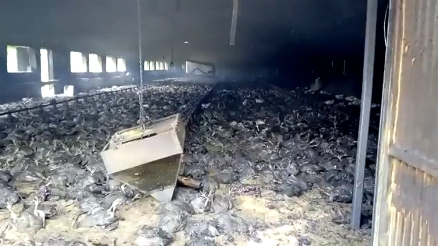 Imagen de archivo de un incendio en una granja de pollos en Almería Imagen de archivo de un incendio en una granja de pollos