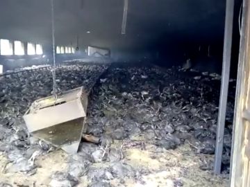Imagen de archivo de un incendio en una granja de pollos en Almería Imagen de archivo de un incendio en una granja de pollos en Almería