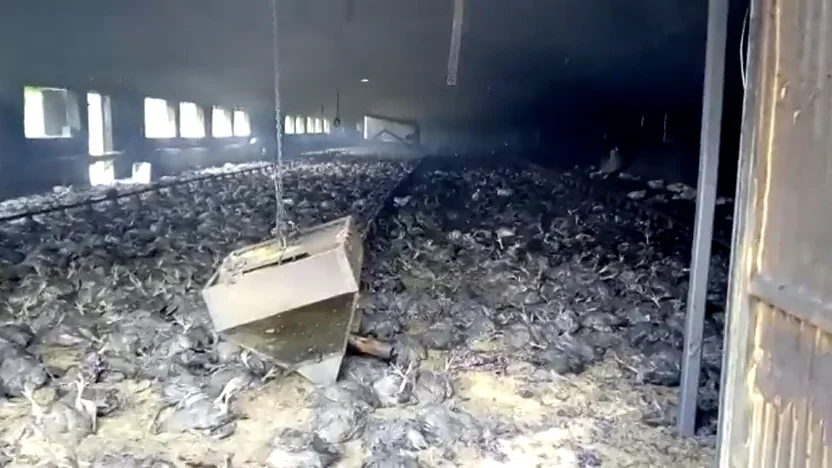 Imagen de archivo de un incendio en una granja de pollos