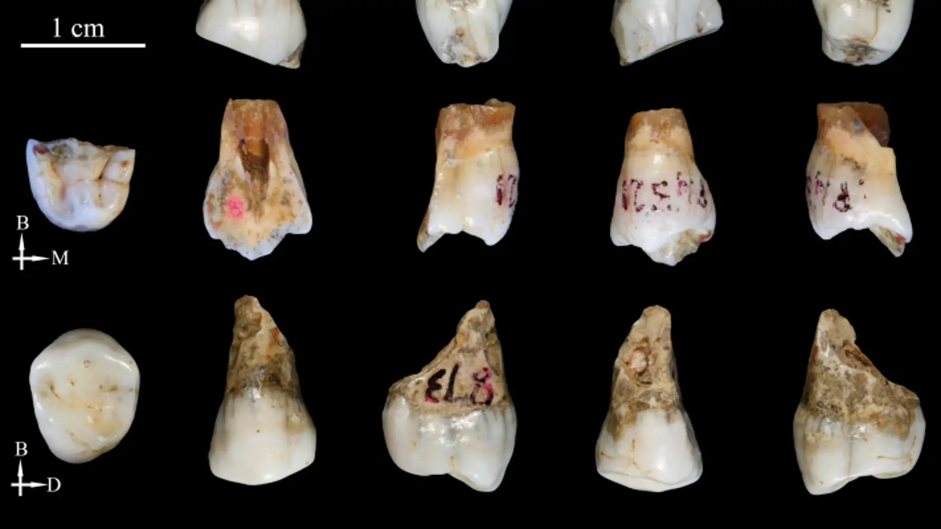 Los hominidos de Tongzi podrian ser un nuevo linaje humano en Asia