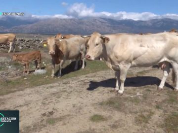'Blonde de Aquitania', la enorme vaca que nace de tres especies diferentes 'Blonde de Aquitania', la enorme vaca que nace de tres especies diferentes