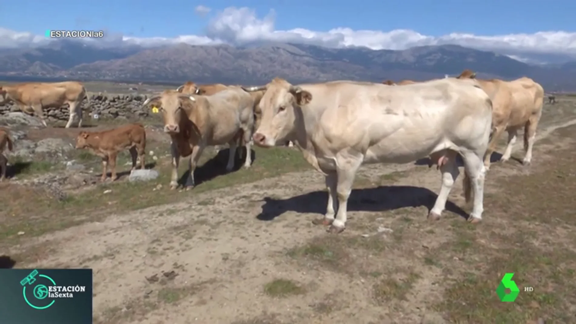 'Blonde de Aquitania', la enorme vaca que nace de tres especies diferentes