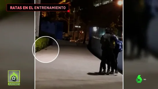 Invasión de ratas en un campo infantil de fútbol en Barcelona: "Es surrealista" Invasión de ratas en un campo infantil de fútbol en Barcelona: "Es surrealista"