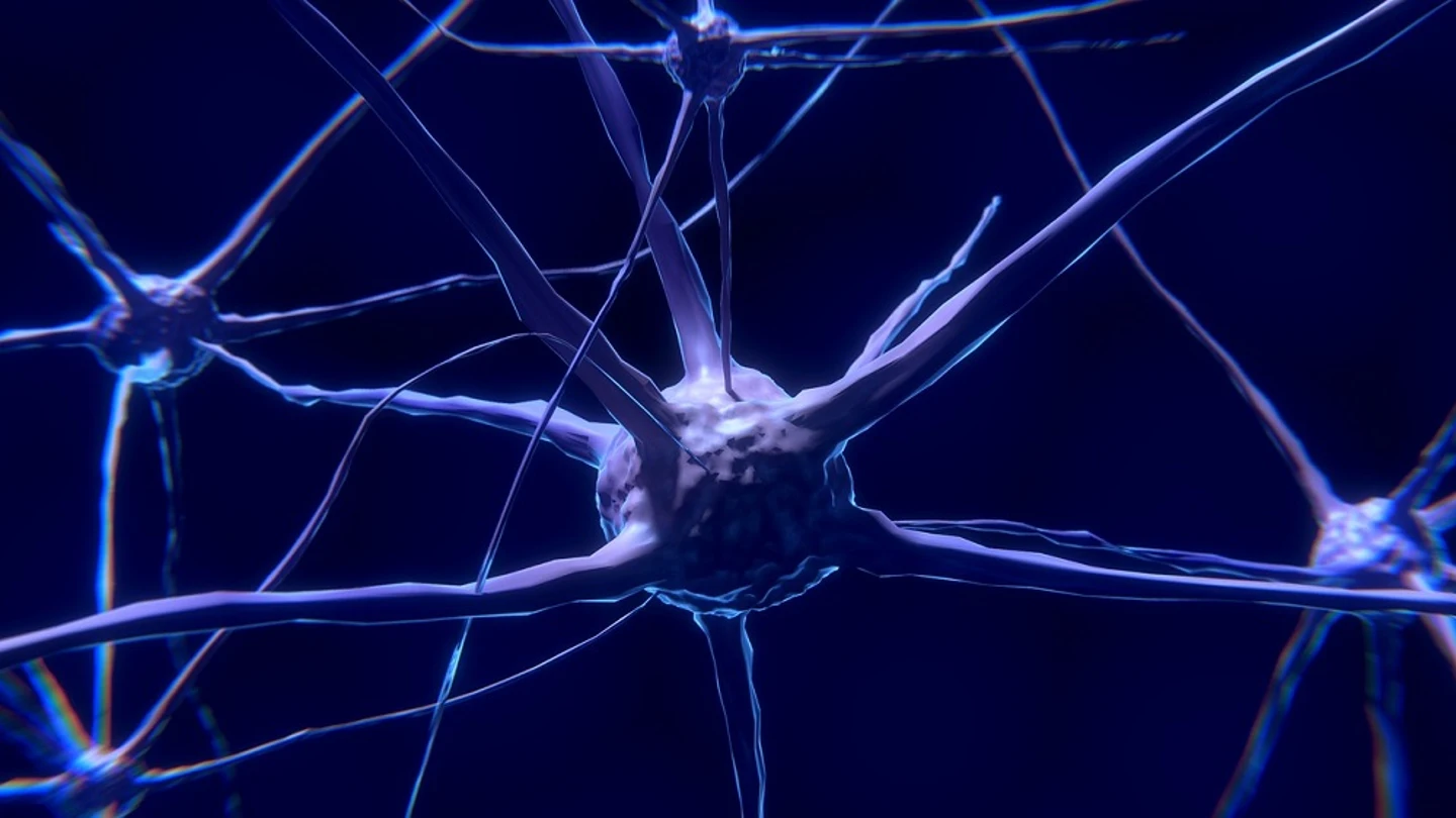 Célula del nervio del cerebro Célula del nervio del cerebro