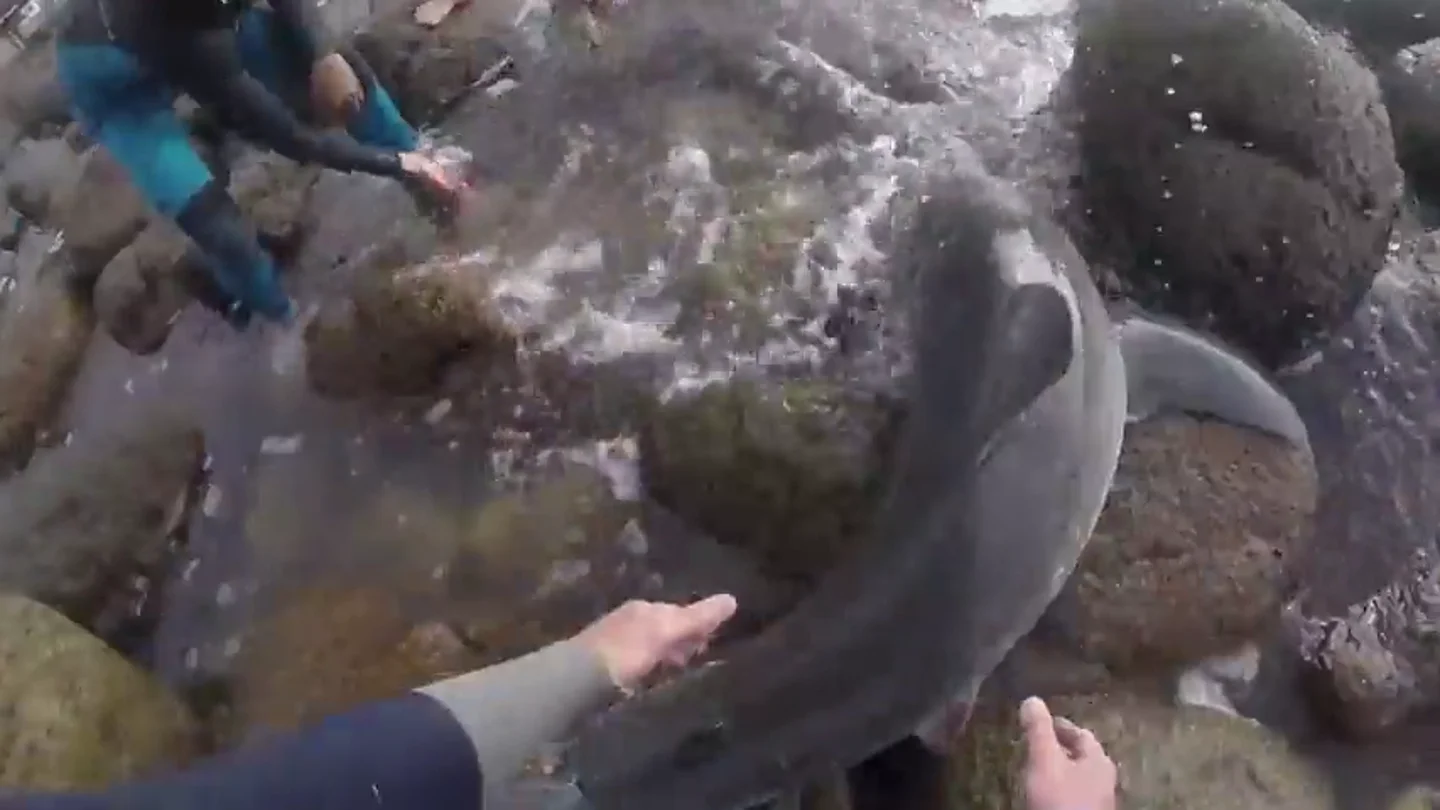 Angustioso rescate de unos surfistas a una cría de tiburón blanco varada entre las rocas Angustioso rescate de unos surfistas a una cría de tiburón blanco varada entre las rocas