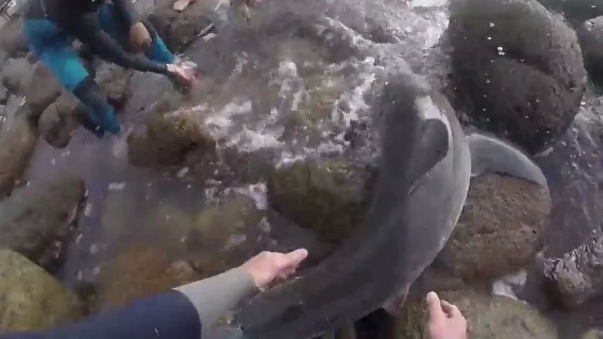 Angustioso rescate de unos surfistas a una cría de tiburón blanco varada entre las rocas