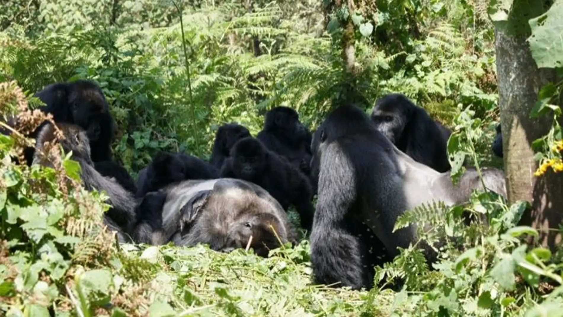 Los gorilas no solo velan los cadaveres de sus seres queridos tambien los desconocidos