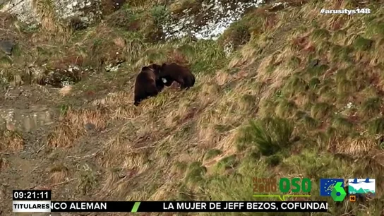 Publican las primeras imágenes de los osos de la Cordillera Cantrábica tras la hibernación Publican las primeras imágenes de los osos de la Cordillera Cantrábica tras la hibernación