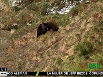 Publican las primeras imágenes de los osos de la Cordillera Cantrábica tras la hibernación Publican las primeras imágenes de los osos de la Cordillera Cantrábica tras la hibernación
