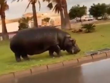 Imagen del hipopótamo en Roquetas de Mar, Almería Imagen del hipopótamo en Roquetas de Mar, Almería