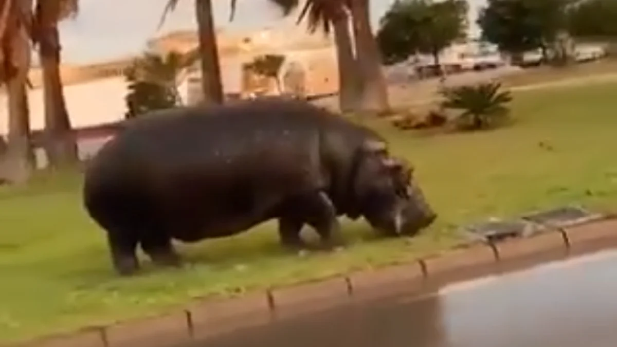 Imagen del hipopótamo en Roquetas de Mar, Almería