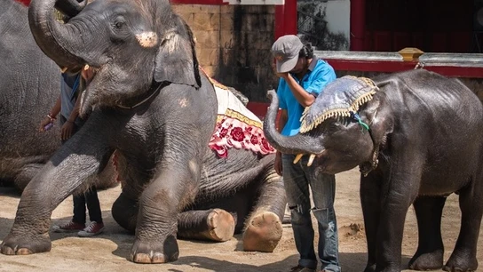 El elefante bebé está obligado a hacer varias actuaciones al día: se golpea la cabeza, toca instrumentos o realiza trucos. El elefante bebé está obligado a hacer varias actuaciones al día: se golpea la cabeza, toca instrumentos o realiza trucos.