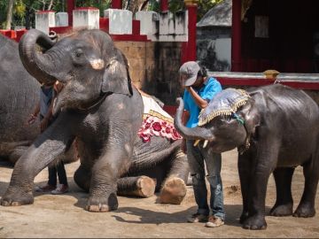 El elefante bebé está obligado a hacer varias actuaciones al día: se golpea la cabeza, toca instrumentos o realiza trucos. El elefante bebé está obligado a hacer varias actuaciones al día: se golpea la cabeza, toca instrumentos o realiza trucos.