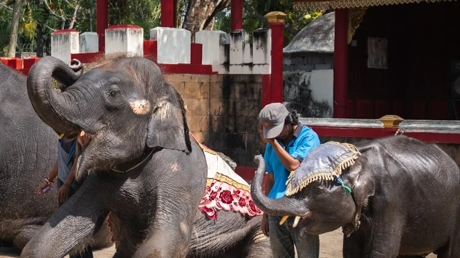 El elefante bebé está obligado a hacer varias actuaciones al día: se golpea la cabeza, toca instrumentos o realiza trucos.