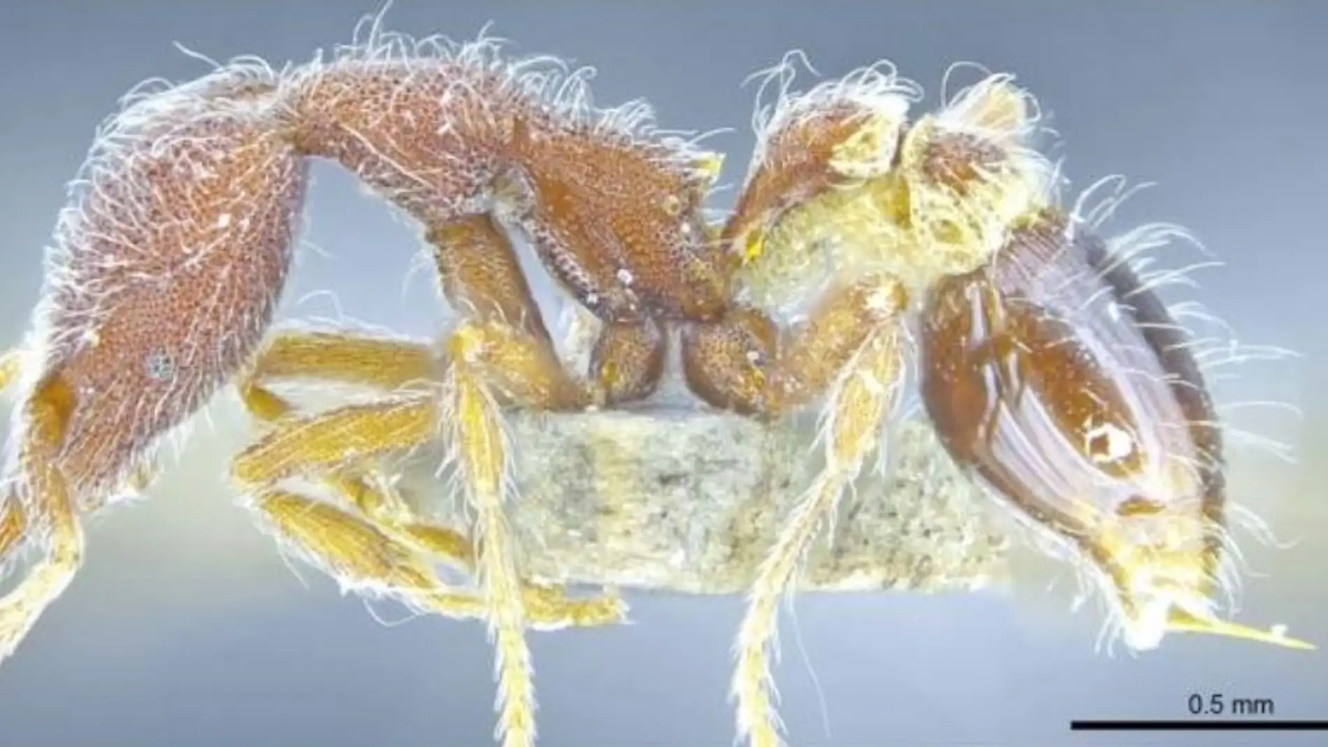 Trece nuevas especies de hormigas aparecen en Hong Kong