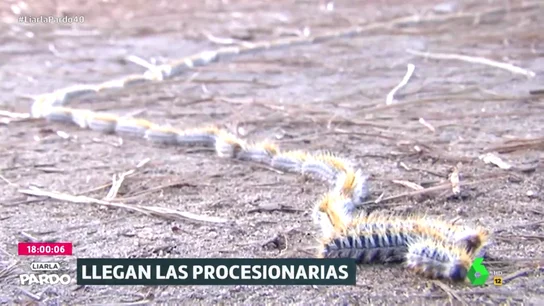 La cruzada contra las procesionarias, las tóxicas orugas que inundan los parques madrileños La cruzada contra las procesionarias, las tóxicas orugas que inundan los parques madrileños