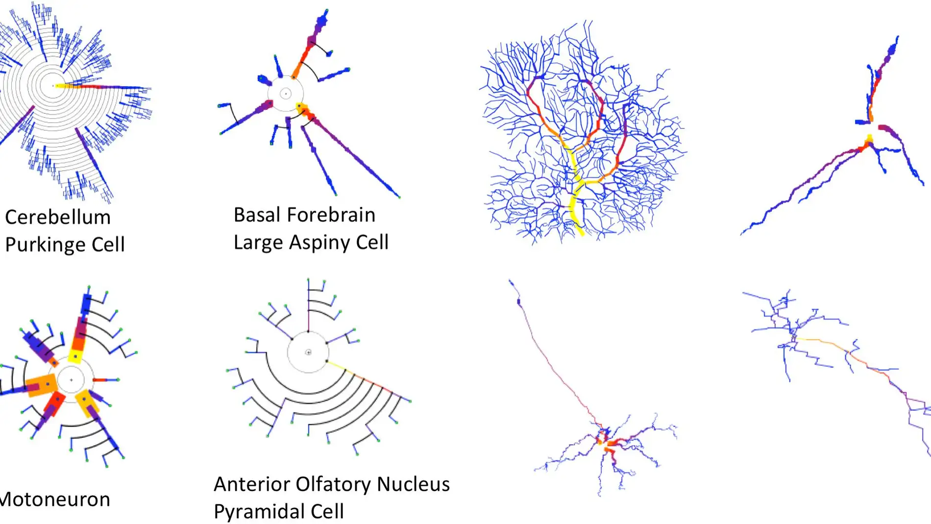 Los investigadores han diseñado una herramienta gráfica para comprender y detectar mejor las características morfológicas de las células neuronales.