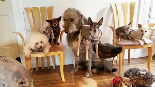 Un hombre adopta a perros mayores y animales de granja para darles una vida mejor Un hombre adopta a perros mayores y animales de granja para darles una vida mejor