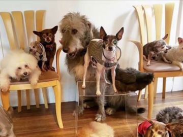Un hombre adopta a perros mayores y animales de granja para darles una vida mejor Un hombre adopta a perros mayores y animales de granja para darles una vida mejor