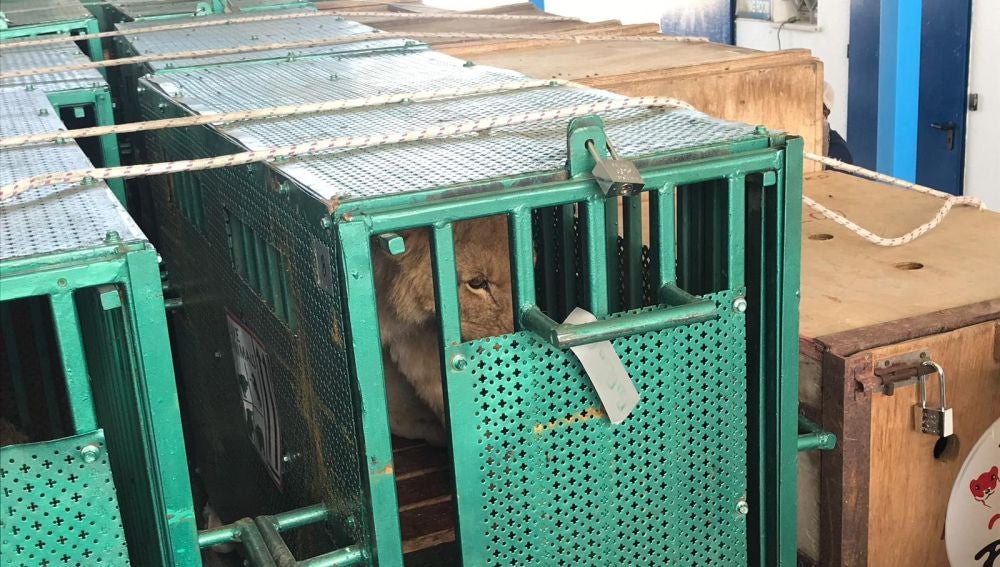 Animales rescatados del zoológico de Gaza
