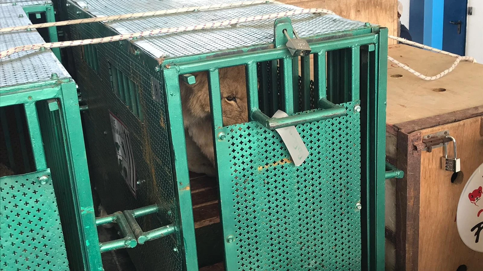 Animales rescatados del zoológico de Gaza