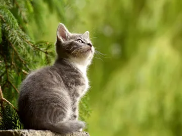 Este gato te oye cuando lo llamas…, pero lo hace como quien oye llover. Este gato te oye cuando lo llamas…, pero lo hace como quien oye llover.
